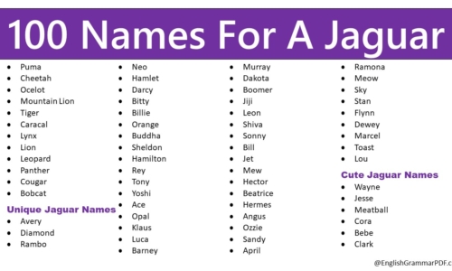 100 Names For A Jaguar, Best List Of Jaguar Names