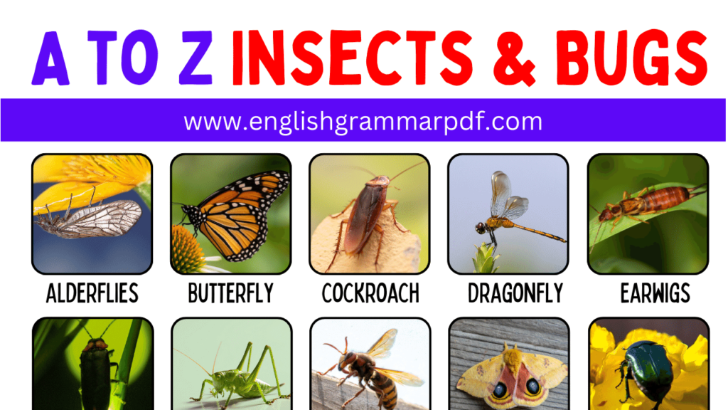 A to Z Insects & Bugs Copy