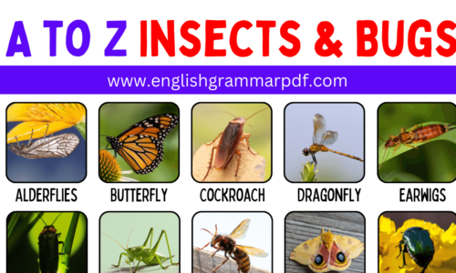 A TO Z INSECT AND BUG NAMES