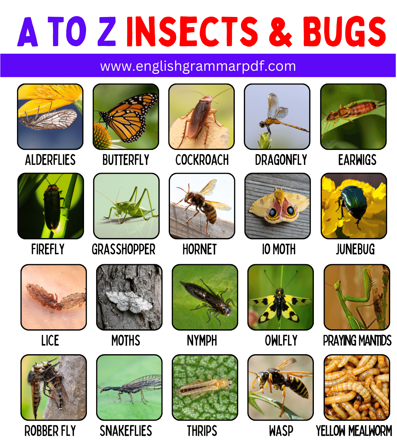 A to Z Insects & Bugs