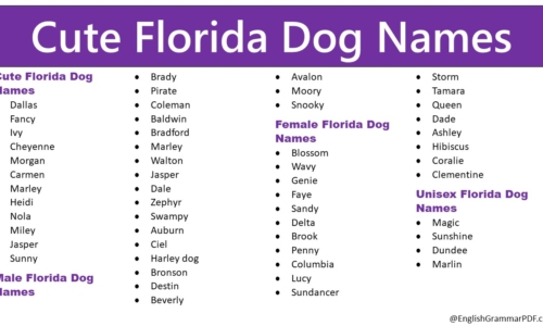 80+ Cute Florida Dog Names