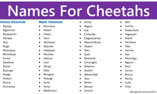 300+ Names For Cheetahs, Best, Cute, Awesome Cheetah Names