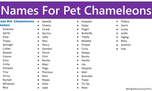 200+ Names For Pet Chameleons, Cool, Best, Awesome Chameleons Names