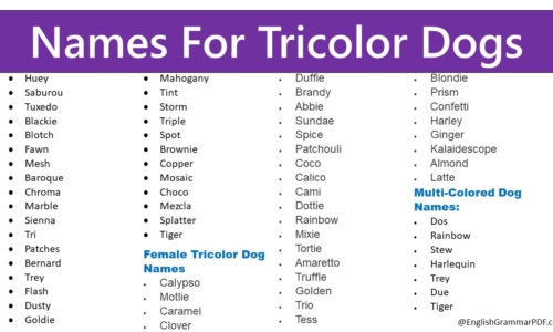 99+ Names For Tricolor Dogs, Popular Male & Female Names