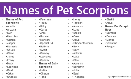 100+ Names of Pet Scorpions