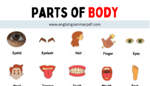 Parts of Body (1)