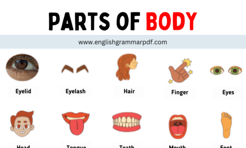 Body Parts That Start With A to Z