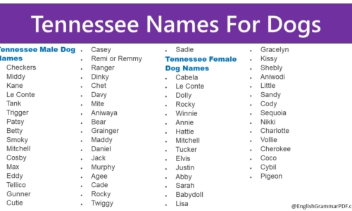 Tennessee Names For Dogs | 100+ Tennessee Dog Names