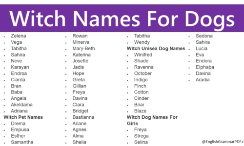 160+ Witch Names For Dogs, Popular Witch Dog Names