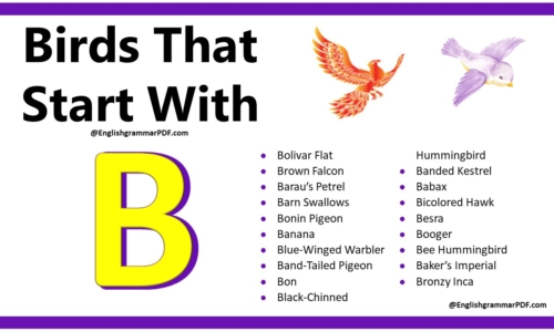 150+ Birds That Start With B