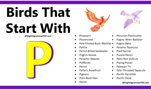 149+ Birds That Start With P – Download PDF