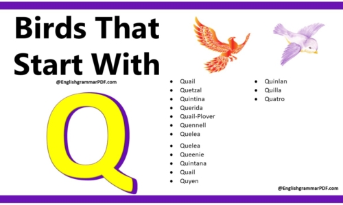 20+ Birds That Start With Q – Download PDF