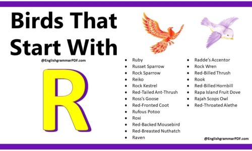 100+ Birds That Start With R – Download PDF