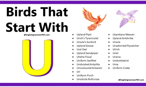 50+ Birds That Start With U – Download PDF