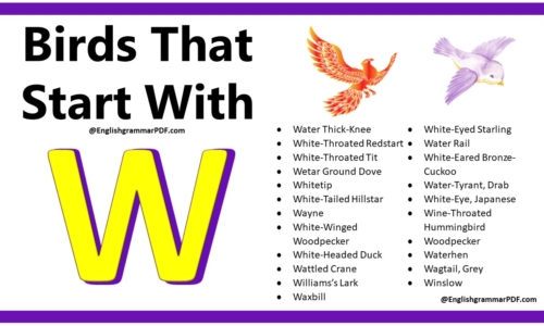 150+ Birds That Start With W – Download PDF