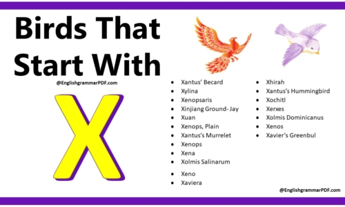 20+ Birds That Start With X – Download PDF