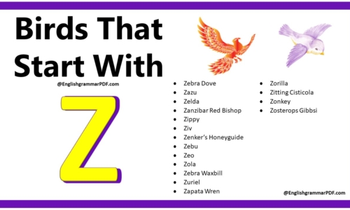 30+ Birds That Start With Z -Download PDF