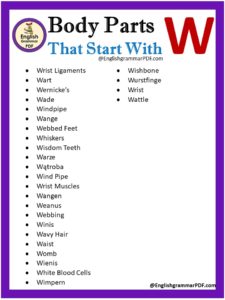 Body Parts That Start With W - English Grammar Pdf