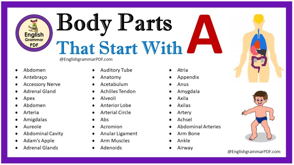 body parts that start with a
