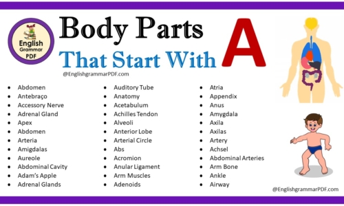 Body Parts That Start With A