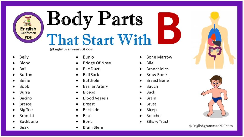 body parts that start with b