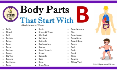 Body Parts That Start With B