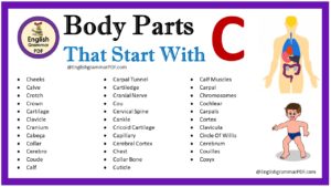 body parts that start with c