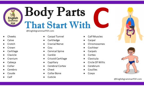 Body Parts That Start With C