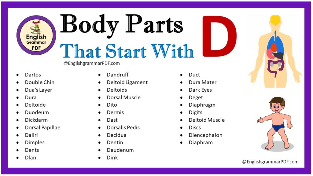 body parts that start with d