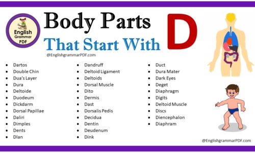 Body Parts That Start With D