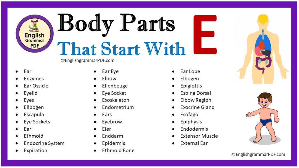 body parts that start with e