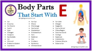 body parts that start with e