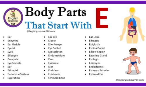 Body Parts That Start With E