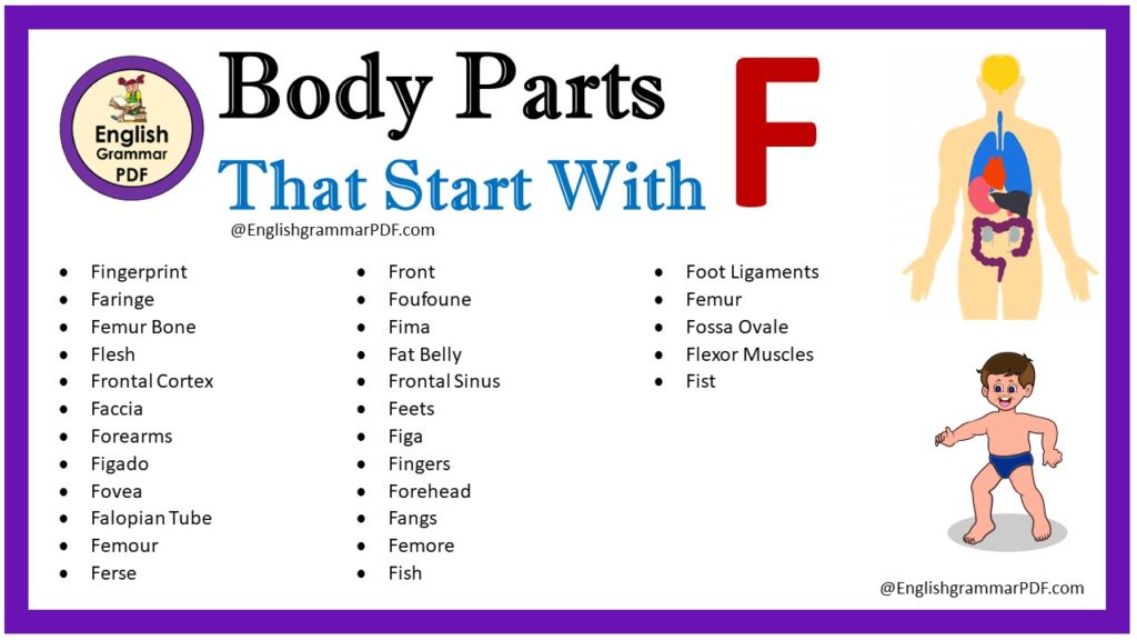 body parts that start with f