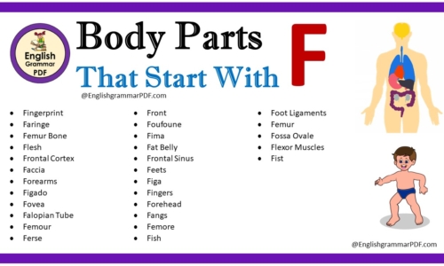 Body Parts That Start With F