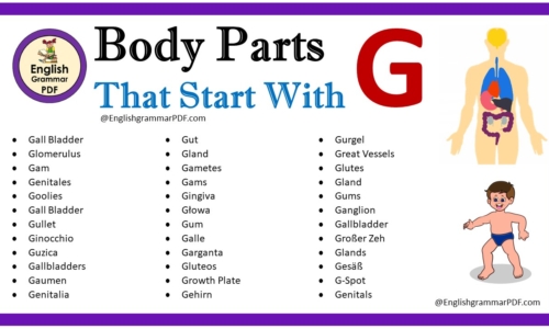 Body Parts That Start With G