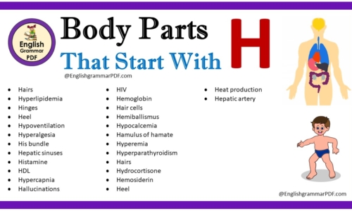 Body Parts That Start With H