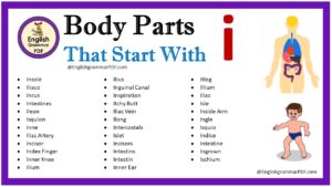 body parts that start with i