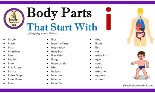 Body Parts That Start With I