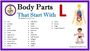 body parts that start with l