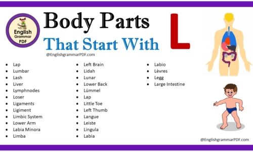 Body Parts That Start With L