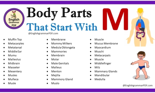 Body Parts That Start With M