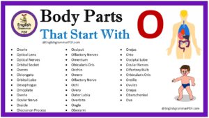 body parts that start with o