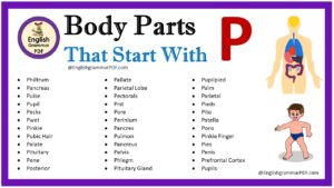 body parts that start with p