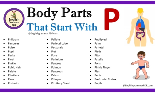 Body Parts That Start With P