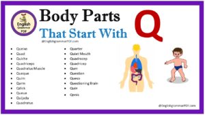 body parts that start with q