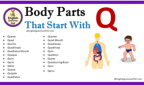 Body Parts That Start With Q