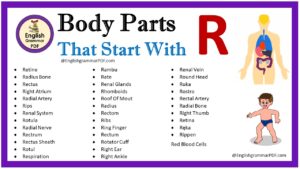 body parts that start with r