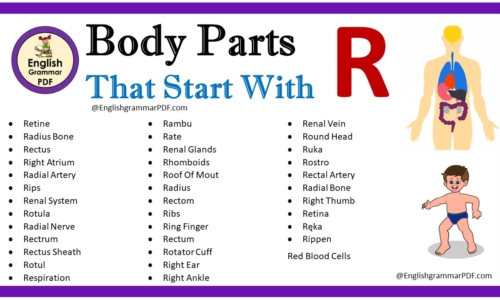 Body Parts That Start With R