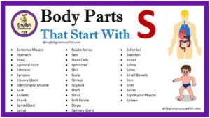 body parts that start with s